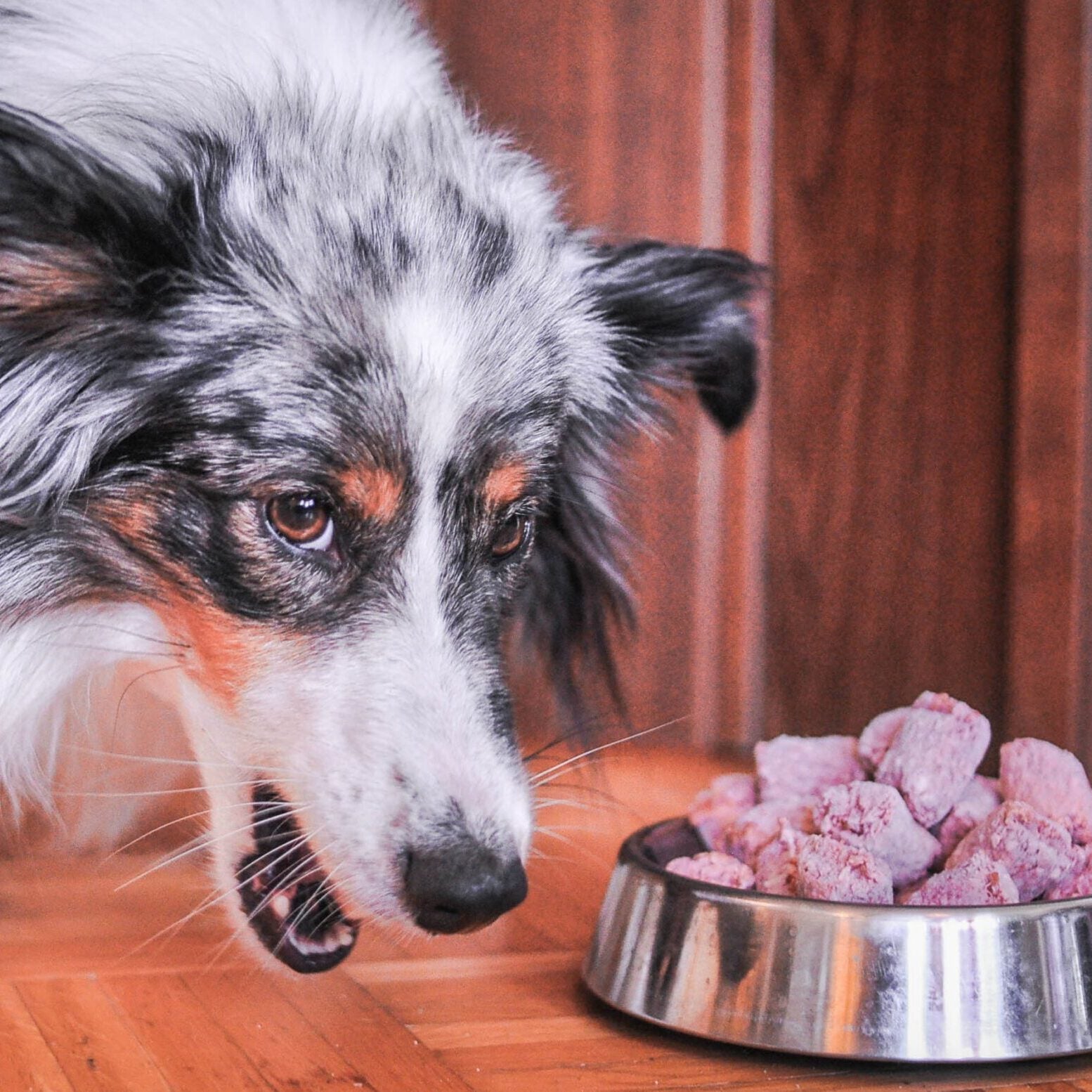 Is Raw Food for Dogs Good With Struvite Crystals? Expert Insights