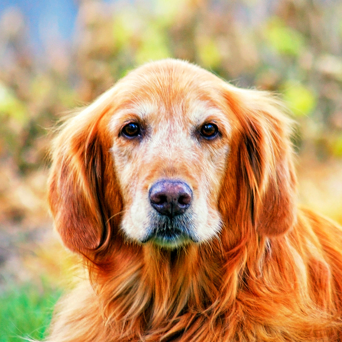Livskvalitet för äldre hundar